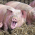 Swinophobia: the fear of pigs